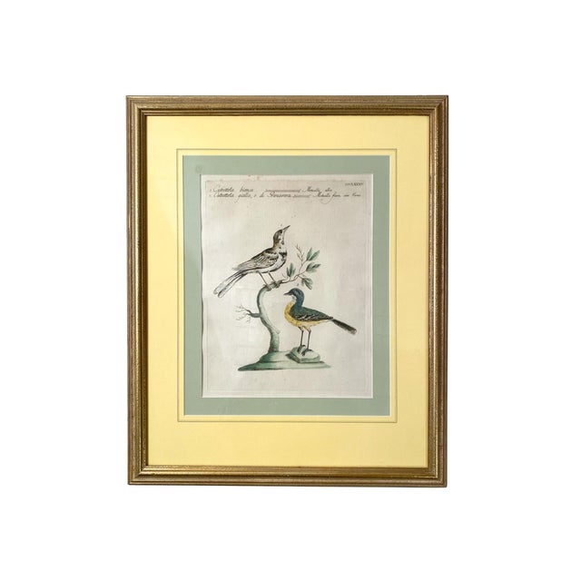 Illustration Scientific Illustrations of Birds by Saverio Manetti, Hand-Painted Intaglio - A Set of 6 For Sale - Image 3 of 12
