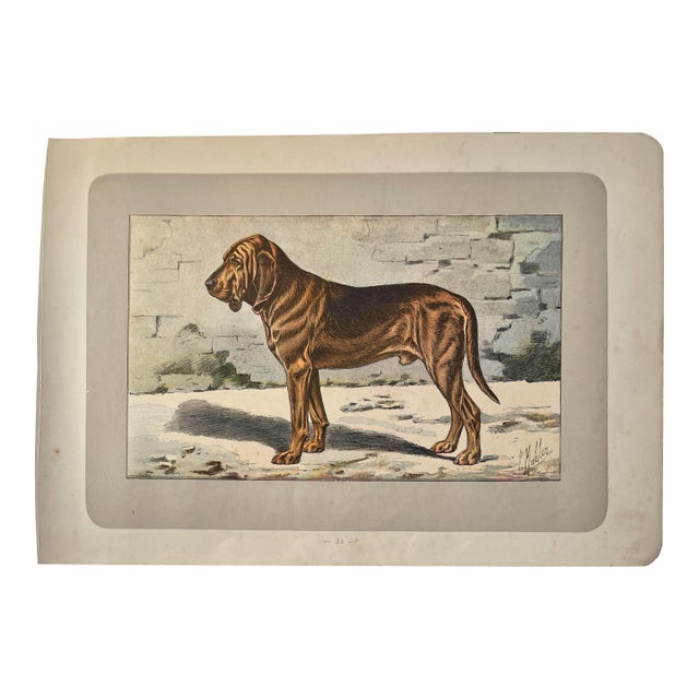 1907 French Photogravure Print of ”Chien De Saint-Hubert Ou Blood-Hound” - For Sale