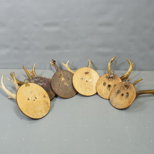 Wood Antique Set of Six Roe Deer Trophies on Turned Plaques Germany ca.1900s For Sale - Image 7 of 7
