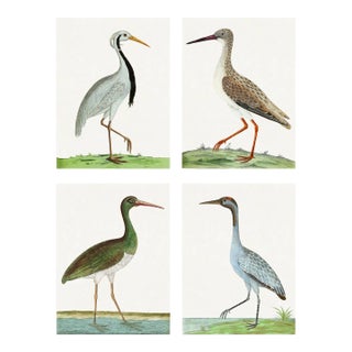 Contemporary Bird Reproduction Prints After Eleazar Albin, Loose Prints - Set of 4 (#2) For Sale