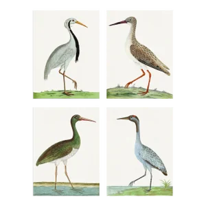 Contemporary Bird Reproduction Prints After Eleazar Albin, Loose Prints - Set of 4 (#2)