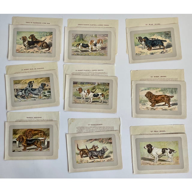 1900 - 1909 1907 French Photogravure Prints - Collection of Nine Short-Legged Dogs - For Sale - Image 5 of 5
