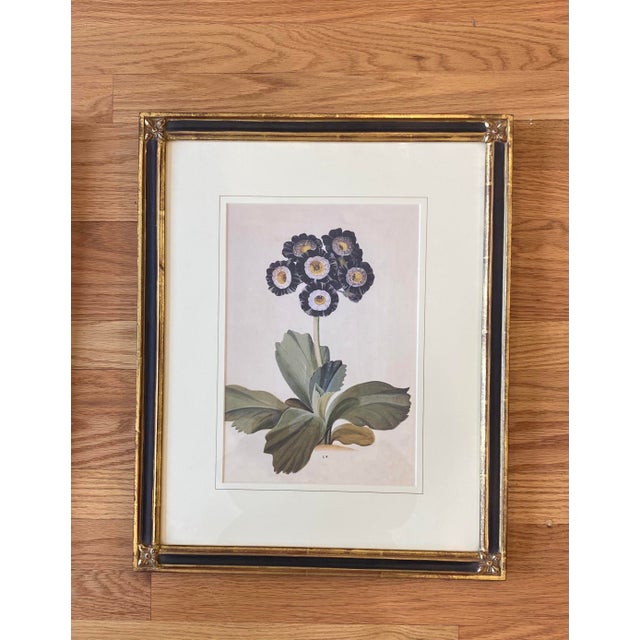 1960s Gilded Black and Gold Gilt Framed Purple Botanical Flower Prints - Set of 2 For Sale - Image 4 of 6