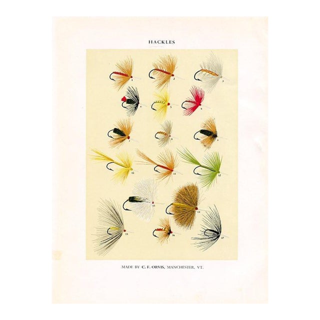 Vintage Hackles Fishing Flies Print by Charles Orvis, Original Vintage Fishing Print, Lithograph For Sale