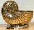 Large Polished Brass Nautilus Shell Vase by Sarreid, Spain, Circa 1970s For Sale - Image 13 of 14