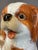 English Staffordshire Cavalier Spaniel Dog With Bamboo Ball For Sale - Image 3 of 8