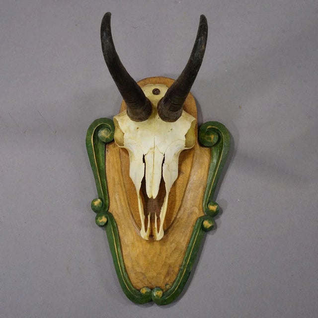Rustic European Vintage Black Forest Chamois Trophy on Carved Plaque Ca. 1950 For Sale - Image 3 of 5
