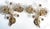 Vintage Brass Lead Crystal Wall Lamps from Palwa, 1960s, Set of 2 For Sale - Image 6 of 12