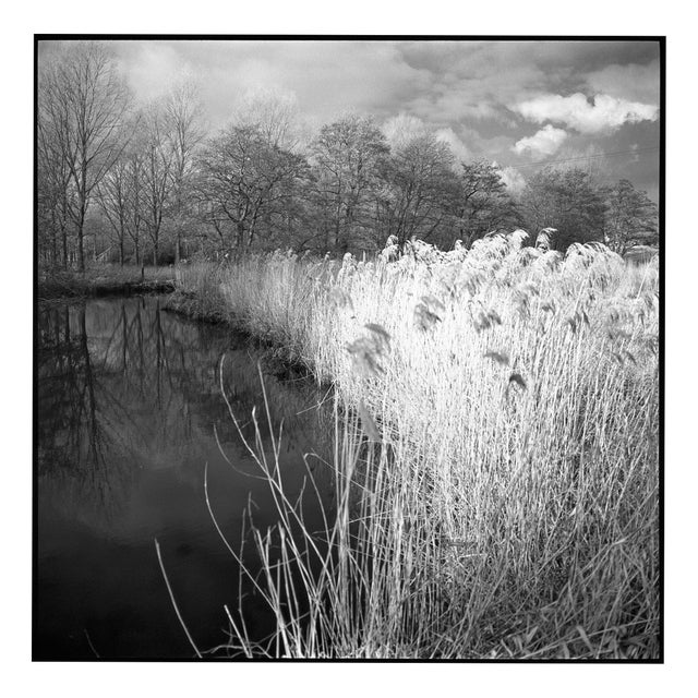 Paul Cooklin, Wild Grasses, Alder Carr, Edition of 50 For Sale