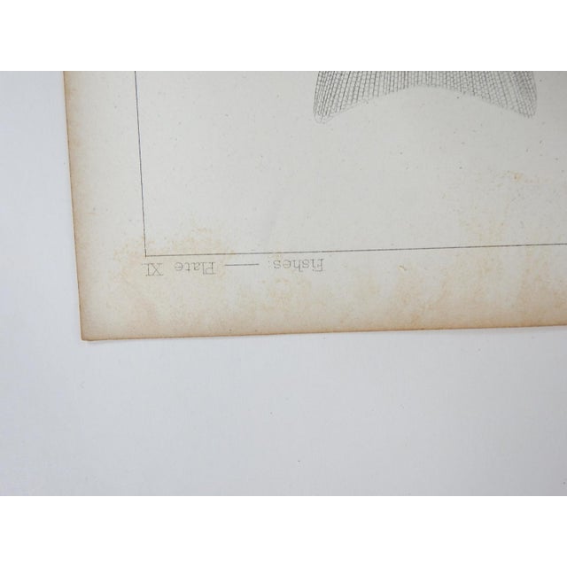 Paper Mid 19th Century Us Pacifc Railroad Fish Lithograph Book Plate - A Pair For Sale - Image 7 of 7