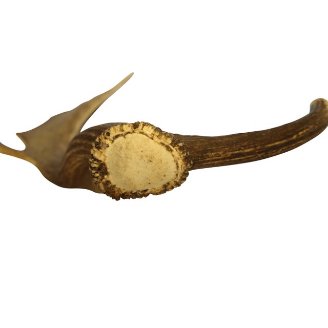 European Collection of Elk and Moose Antlers - Set of 9 For Sale - Image 10 of 18
