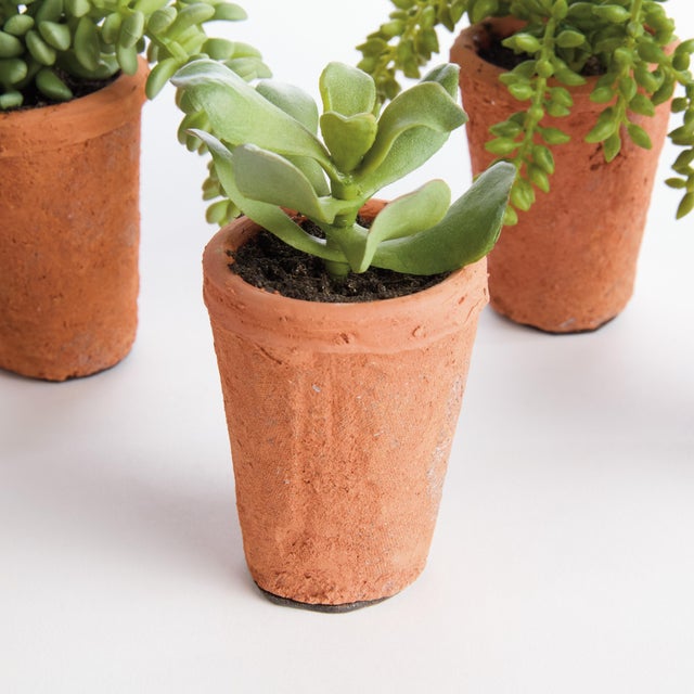 Potted Succulents 8.5", Set Of 6 For Sale In Chicago - Image 6 of 9