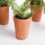 Potted Succulents 8.5", Set Of 6 For Sale In Chicago - Image 6 of 9