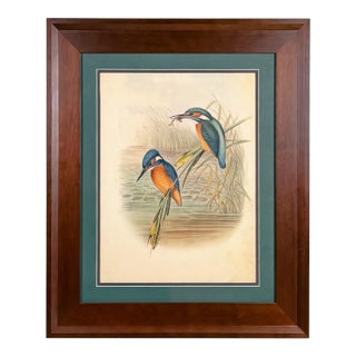 19th-Century John Gould Kingfisher Bird Lithograph | Original Hand-Colored Natural History Print For Sale