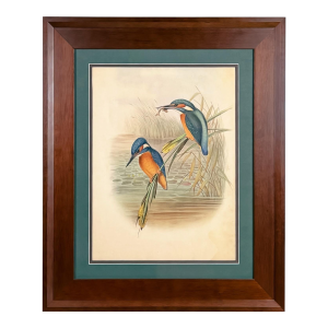 19th-Century John Gould Kingfisher Bird Lithograph | Original Hand-Colored Natural History Print