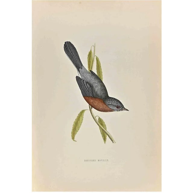 Dartford Warbler is a modern artwork realized in 1870 by the British artist Alexander Francis Lydon (1836-1917) . Woodcut...