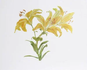 1970s "Tiger Lily" Lithograph by Carol Ann Bolt