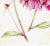 Natural history botanical art, very detailed and delicately colored with pretty shades of pale pink, yellow, fuschia and...