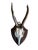Roe Deer Tropohy mounted on wood plaque. Adds dimension to the wall of your mountain home.