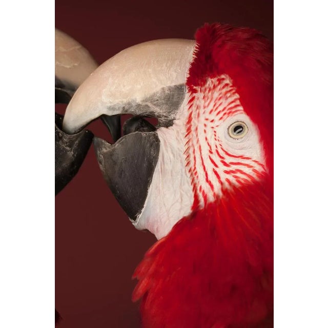 Tim Platt, Macaw #4, Fine Art Print, 2013 For Sale - Image 4 of 7