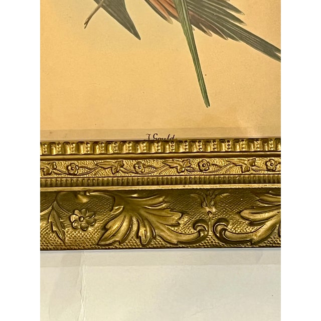Gold Early 20th Century Framed J. Gould Bird Prints in Ornate Gilt Frames - a Pair For Sale - Image 8 of 18
