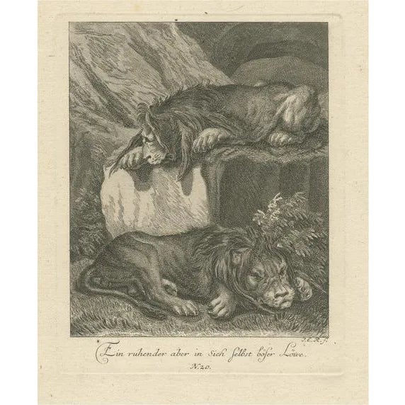Ridinger, Two Lions Resting, 1738, Print For Sale