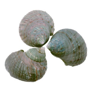 Green Blue Turbo Shells – Set of 3 For Sale