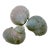 Green Blue Turbo Shells – Set of 3 For Sale