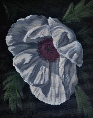 White Poppy by Robin Hextrum | Oil on canvas White flower with dark center on black background