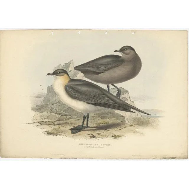 Early 19th Century After Gould, Richardons Jager, 1832, Print For Sale - Image 5 of 5