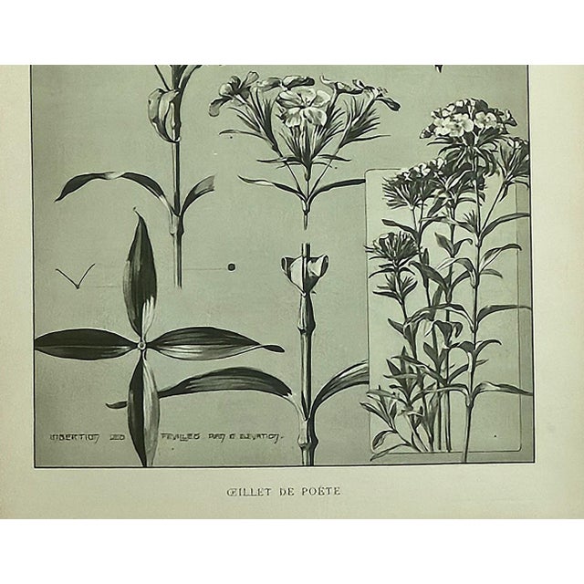 1902 -Set of 3 Antique French Botanicals- Ivy, Fushia, Sweet William, Documentation For Sale In New York - Image 6 of 14