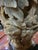 Stone Mid 20th Century Large Chinese Hand-Carved Soapstone Vase With Floral, Butterfly & Bird Relief on Stand, 11.7"h For Sale - Image 7 of 10