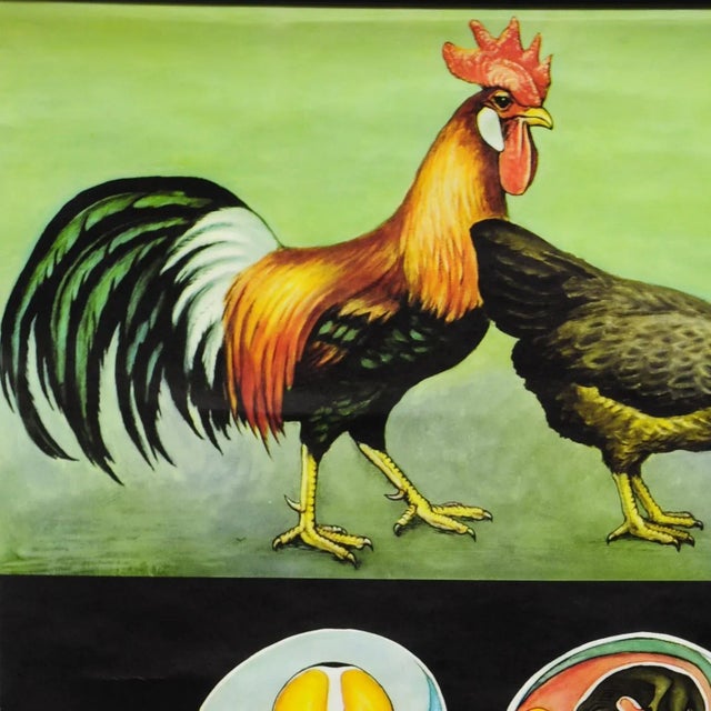 A classical rollable Jung Koch Quentell vintage wall chart showing the appearance and inner structure of a chicken (hen)....