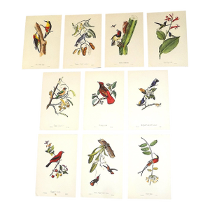 Vintage Mid 20th C. Imperial Folio American Tropical Bird Lithographs - Set of 12 (11.25” X 17.25”)