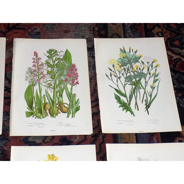 Realism Antique 19th Century Botanical Lithographs - Set of 12 For Sale - Image 3 of 8