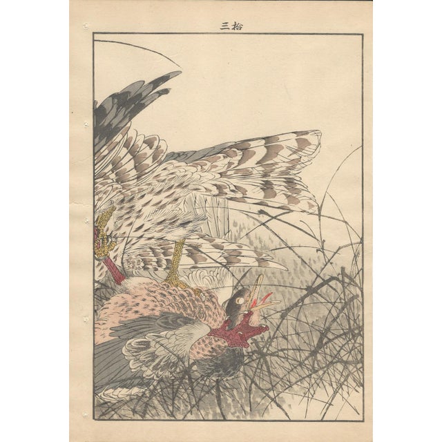Imao Keinen, Eurasian Goshawk, 1892, Print For Sale - Image 3 of 18