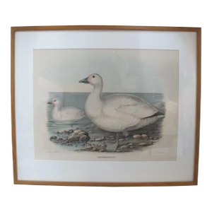Daniel Giraud Elliot Framed C1869 Anseralbatus Snow Goose Lithograph