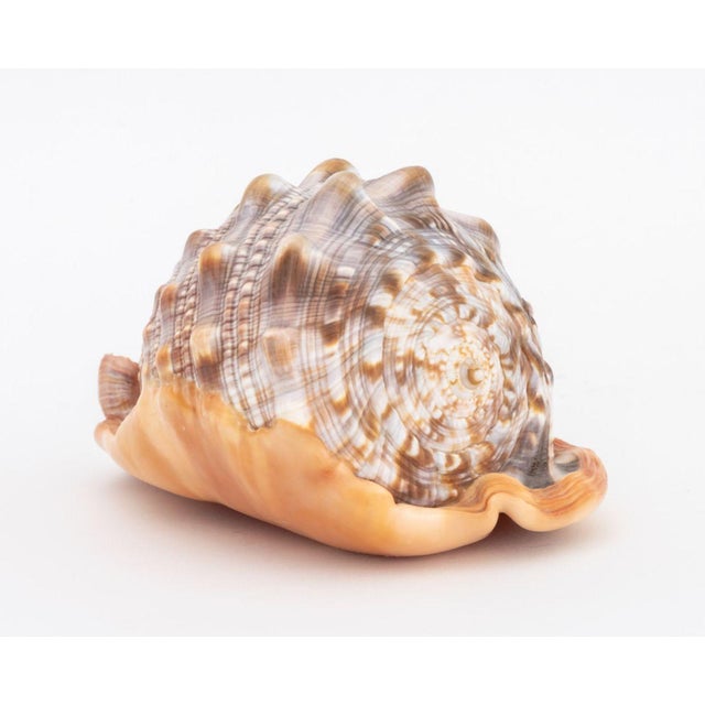 Italian Cameo Carved Conch Shell For Sale In New York - Image 6 of 10