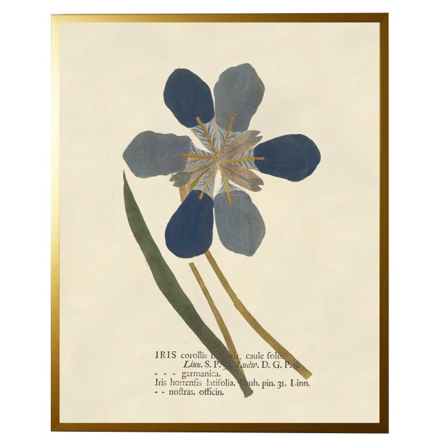 Illustration Blue Iris Print in Gold Shadowbox - 23" x 29" For Sale - Image 3 of 3