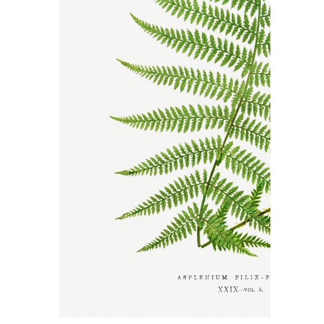 Vintage Fern Art Print, Botanical Fern Reproduction, 16" X 24" For Sale - Image 9 of 10