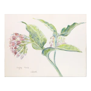 Comfrey, Charles Blaze Vukovich