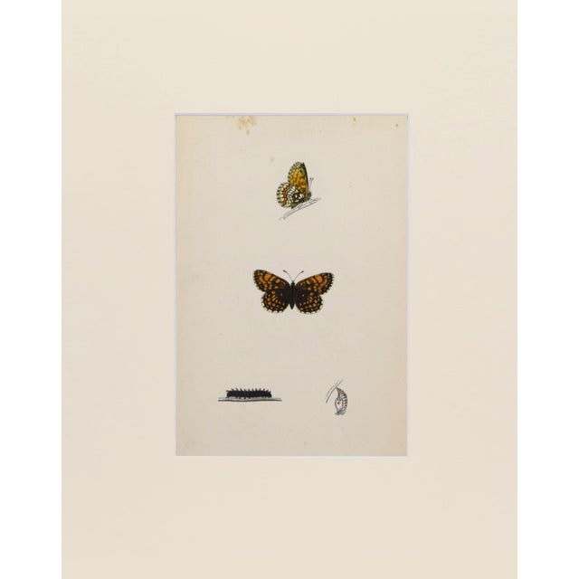 19th Century Antique Morris Butterfly Print Hand Colored Lithograph 1853 For Sale - Image 4 of 4