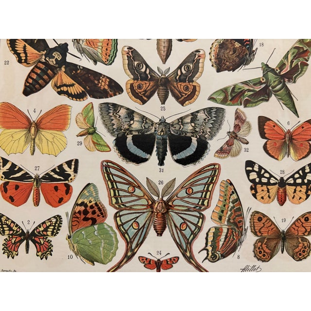 Color illustrated plate on the butterflies of Europe, taken from an old encyclopedia from the 20th century. Signed by...