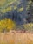 Original Oil Painting "Aspens Turning" by Anita Blythe Plein Air Landscape For Sale In Santa Fe - Image 6 of 10