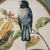 Mid 20th Century Vintage Pair of Rudolf Freund Bird Study Botanical Prints in Custom Shadow Box Frames For Sale - Image 5 of 11