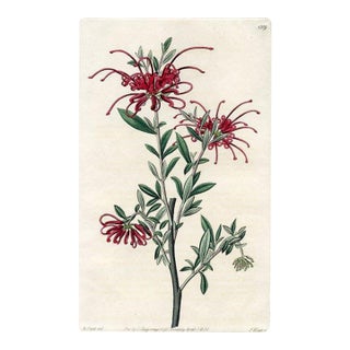 1830, Red Spider Flower Botanical Print, the Botanical Register, Original Antique Botanical Print, Engraving, Hand Colored, England For Sale