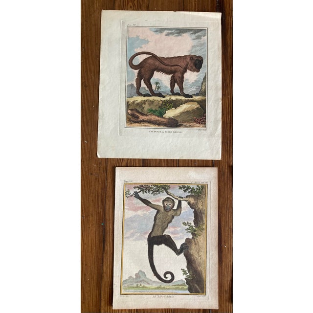 Set of Eight Authentic 19th Century Buffon Color Engravings of Different Monkeys. For Sale - Image 4 of 7