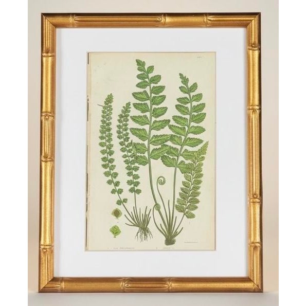 English Victorian Fern Engravings Botanicals Att. Anne Pratt in Gilt Faux Bamboo Frames - Set of 6 For Sale - Image 4 of 10
