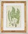 English Victorian Fern Engravings Botanicals Att. Anne Pratt in Gilt Faux Bamboo Frames - Set of 6 For Sale - Image 4 of 10