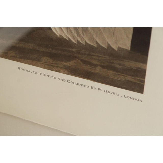 John James Audubon Ornithological, 'American White Pelican' For Sale - Image 9 of 12